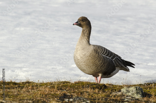 Oie à bec court, .Anser brachyrhynchus, Pink footed Goose, Spitzberg, Svalbard, Norvège photo