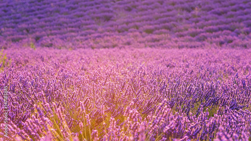 Flowering lavender field in Provence  beautiful flowers in gentle sunset light  nature background  Plateau de Valensole  France