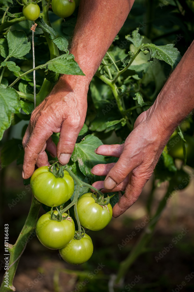 Man's hand holding green tomato in greenhouse Man's hand holding green tomato in greenhouse