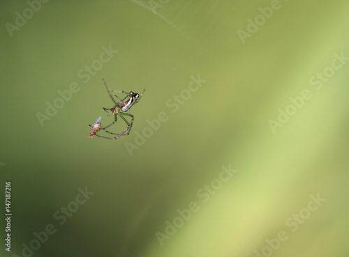 Web Spider with kill photo