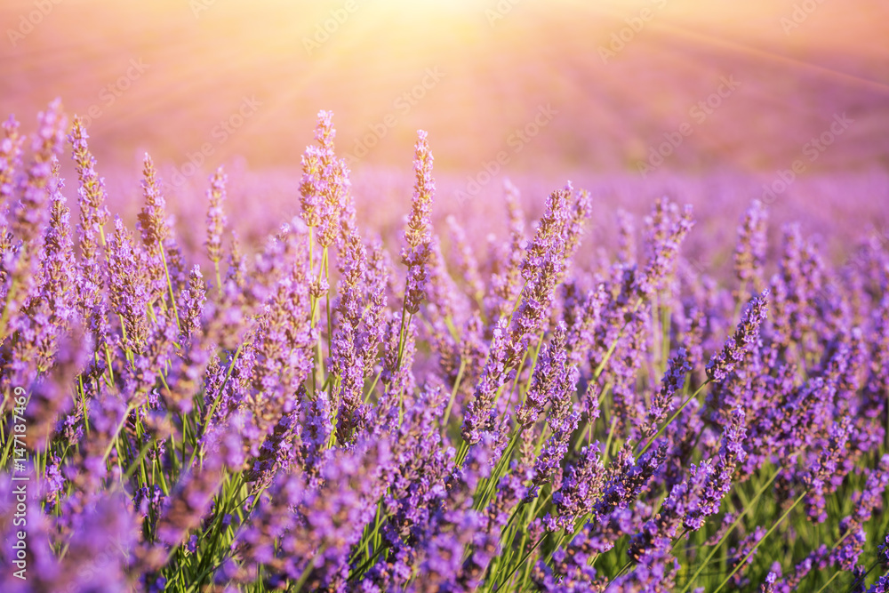 Sunny lavender field in Provence, Plateau de Valensole, France. Selective focus