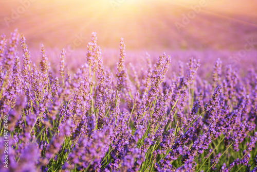 Sunny lavender field in Provence, Plateau de Valensole, France. Selective focus