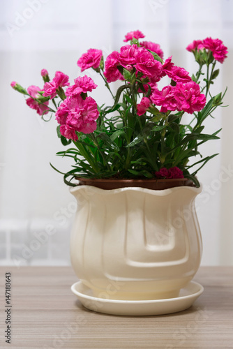 Wallpaper Mural Red carnation in pot in the room Torontodigital.ca