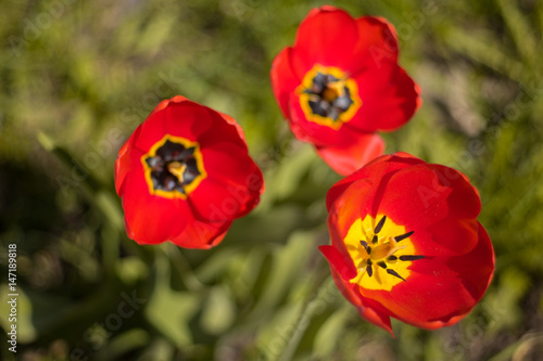 The red tulips. Spring flowers. 