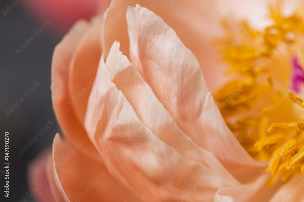 Smooth peony flower petals in bloom close up Smooth peony flower petals in bloom close up