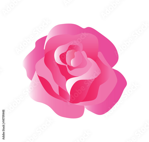 Tender Rose Blossom in Balanced Hues of Red, Pink and White - Vector Isolated on White Background