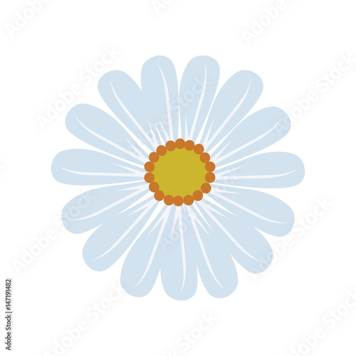 Gentle Daisy Blossom in Balanced Blue and Yellow - Vector Isolated on White Background
