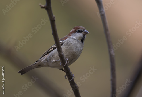 Russet sparrow