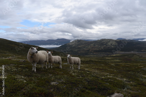 Sheep Lamb Dovre Norway 