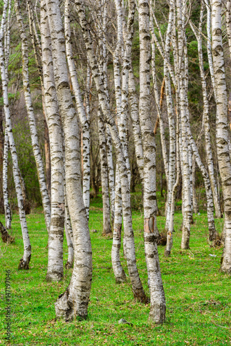 White birch grove in spring