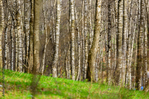 Fototapeta Naklejka Na Ścianę i Meble -  White birch grove in spring