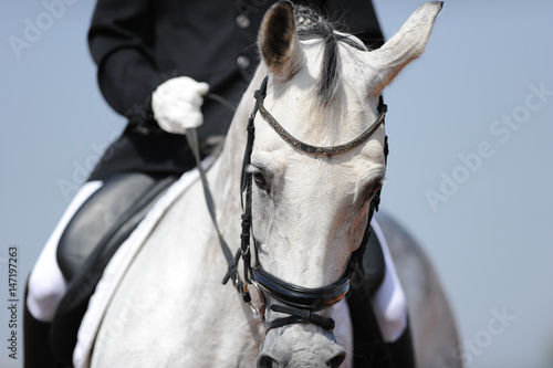 Close up on a bay horse head during a dressage competition 