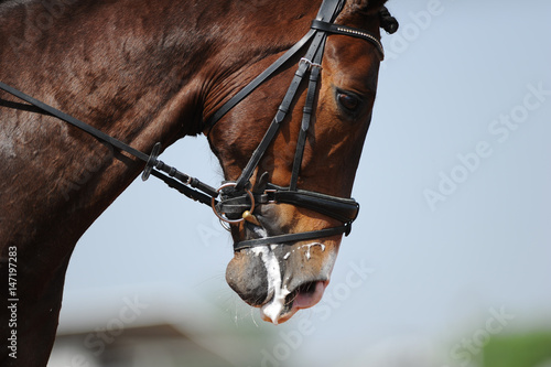 Close up on a bay horse head during a dressage competition 
