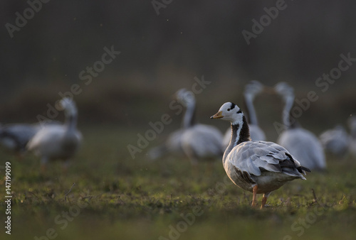 Bar Headed Goose