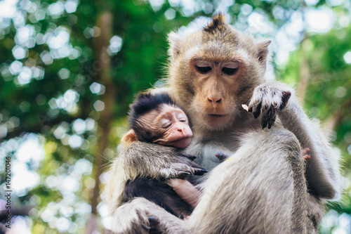 Foto Tender moment in cynomolgus monkey family - mother and child  ( Macaca fascicula