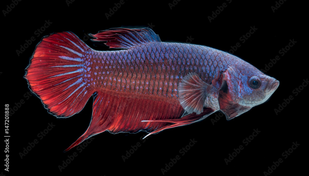 Red and blue siamese fighting fish, betta fish isolated on black background. Red and blue siamese fighting fish, betta fish isolated on black background.