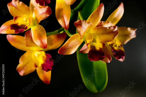Fototapeta Naklejka Na Ścianę i Meble -  Streaked orchid flowers. Beautiful orchid flowers on black background