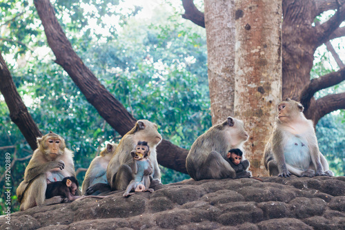 Cynomolgus monkey family ( Macaca fascicularis  / Crab-eating macaque) in Sihanoukville, Cambodia, Southeast Asia © Iryna