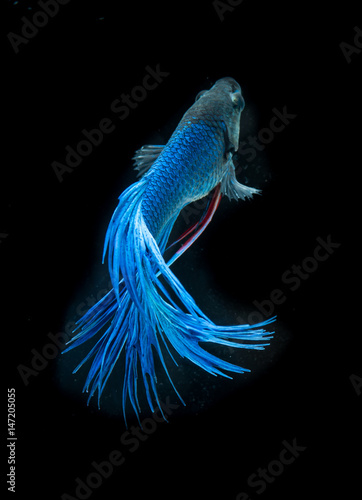 Blue siamese fighting fish, betta fish isolated on black background © showcake