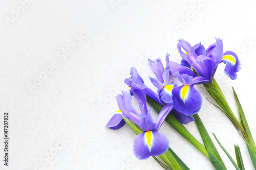 Three tulips on a light background