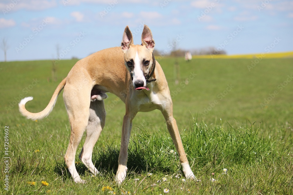 witziger whippet