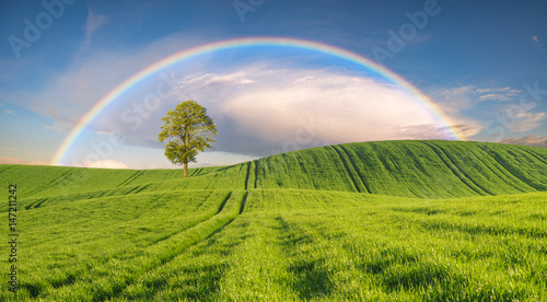 Rainbow over a spring green field