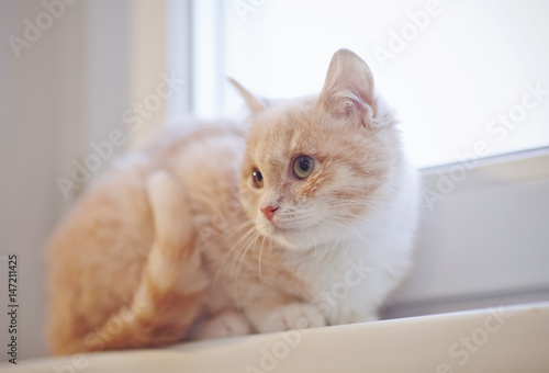 Beige tabby kitten on the windowsill