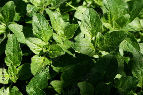 Wallpaper Mural Oregano Torontodigital.ca