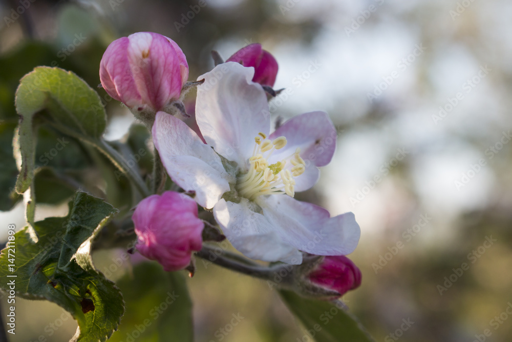 Flower of an apple tree Flower of an apple tree