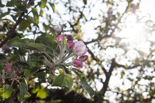 Flower of an apple tree photo