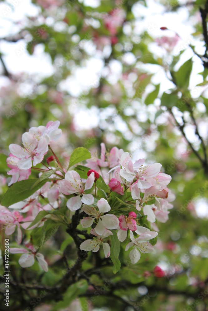 Spring blossom Spring blossom