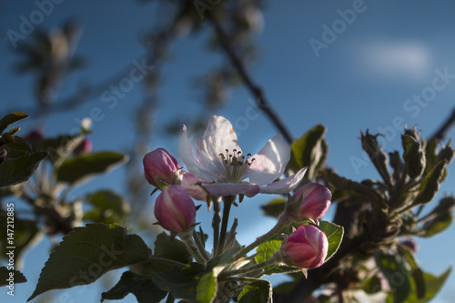 Flower of an apple tree photo