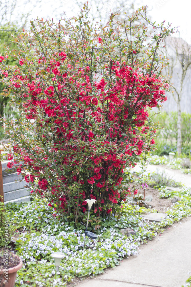 Fototapeta premium Pigwa japońska