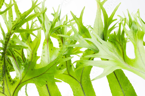 leaf of fern isolated