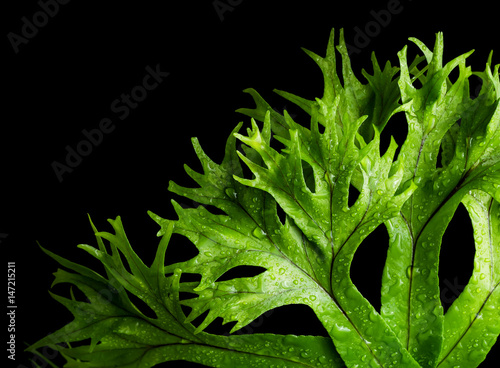 leaf of fern isolated
