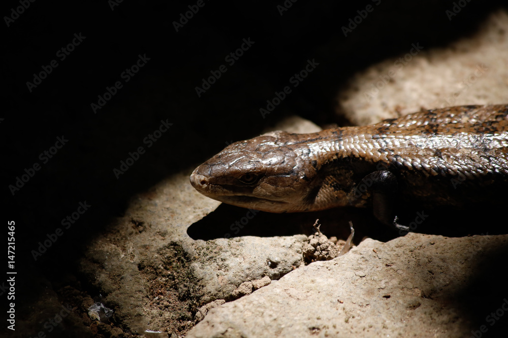 lucertola dalla lingua blu, blue toungue's lizard lucertola dalla lingua blu, blue toungue's lizard