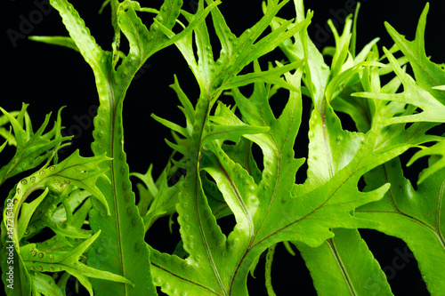 leaf of fern isolated
