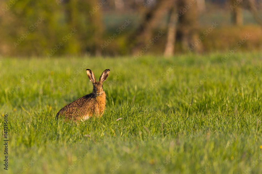 Single wild hare with big ears sits on meadow and eats grass Single wild hare with big ears sits on meadow and eats grass