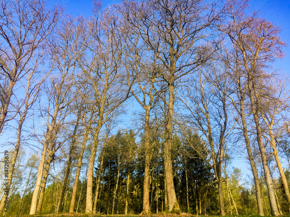 Obraz premium Forest