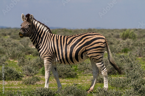 Fototapeta Naklejka Na Ścianę i Meble -  Smiling zebra at Etosha National Park