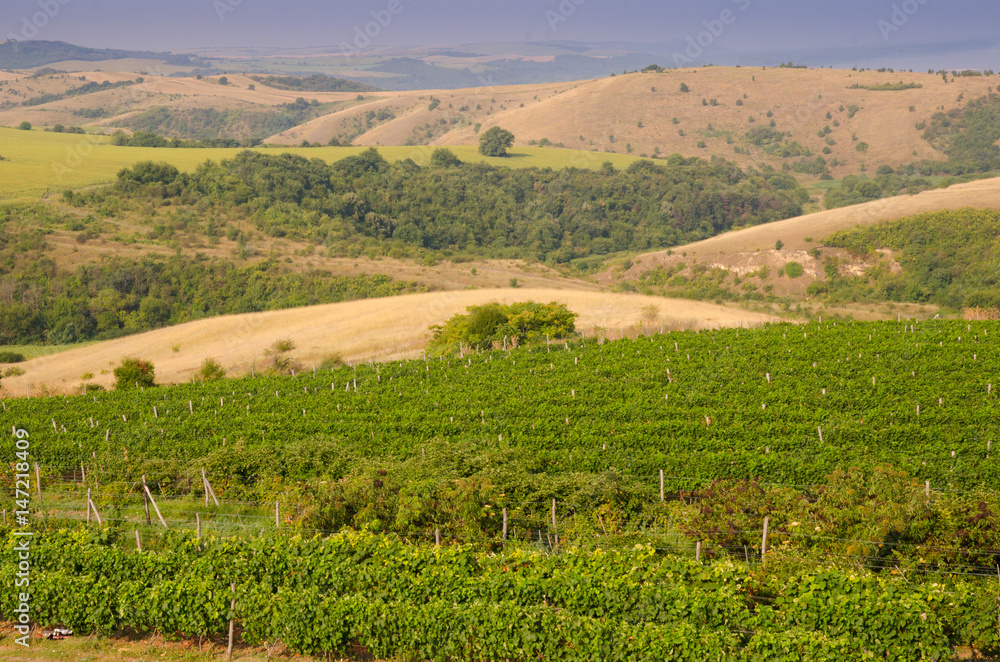 Vineyards along the Danube river in Bulgaria