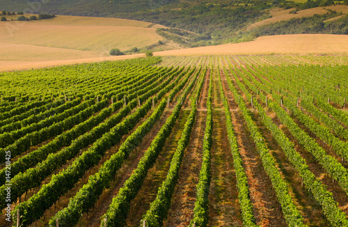 Vineyards along the Danube river in Bulgaria
