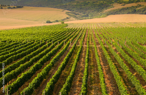 Vineyards along the Danube river in Bulgaria