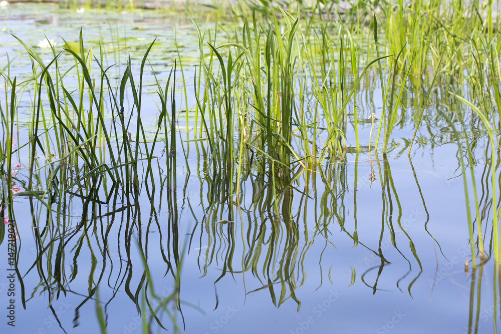 Obraz premium Grasses reflection in water.