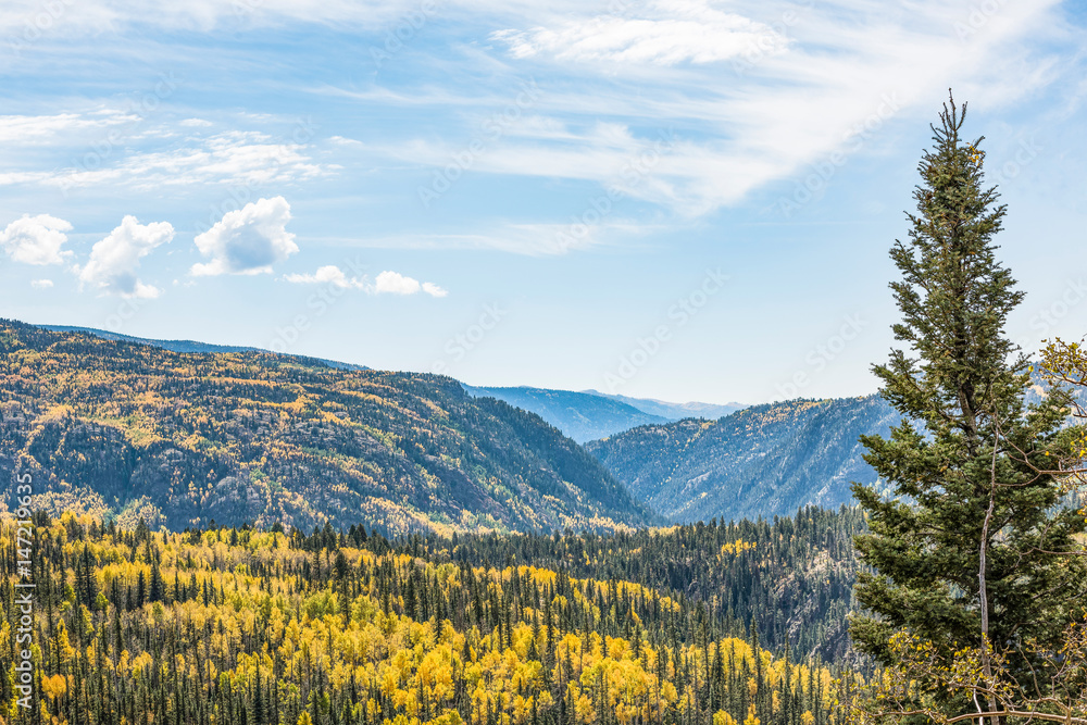 View of golden aspen and pine forests in rocky mountains in Colorado during autumn