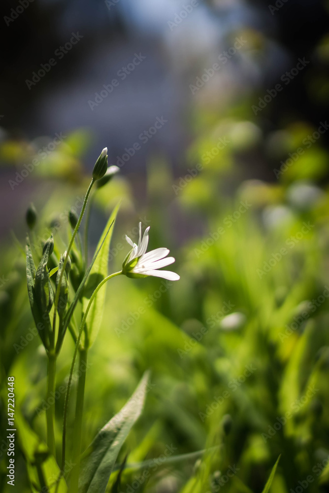 A white flower in the grass against a tree background. Spring sunny background, wallpaper. A white flower in the grass against a tree background. Spring sunny background, wallpaper.