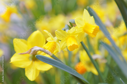 Fototapeta Naklejka Na Ścianę i Meble -  Yellow daffodil flower