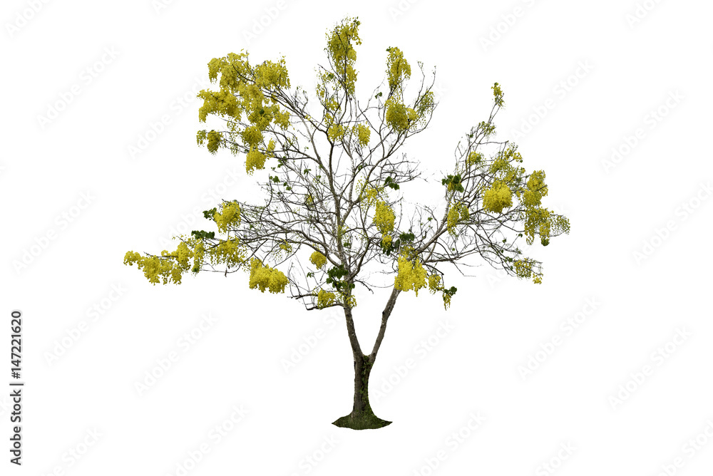  Golden shower Cassia fistula Yellow Trees isolated in nature on white background 