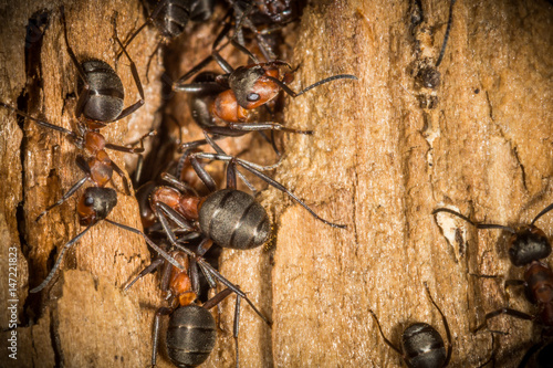 Foto Red wood ant walking upp tree trunk.