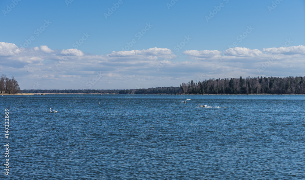 Baltic sea landscape with swans